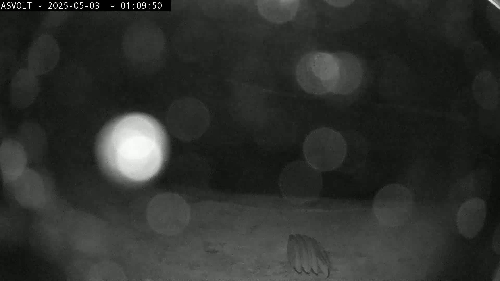 A blurry, nighttime, low-light image shows out-of-focus lights in the background and what appears to be a cluster of animal tracks in the foreground.
