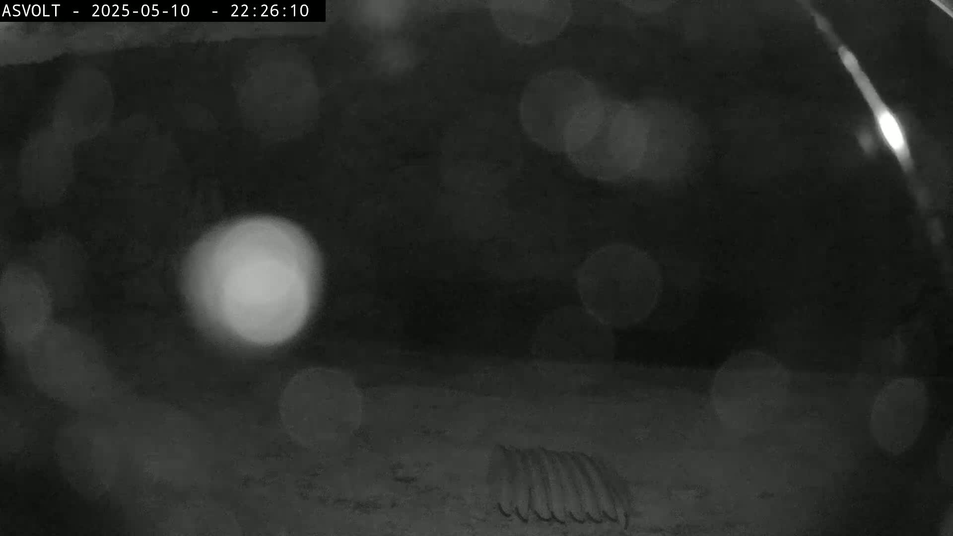 A blurry nighttime image shows a coiled object on the ground with several out-of-focus lights in the background.