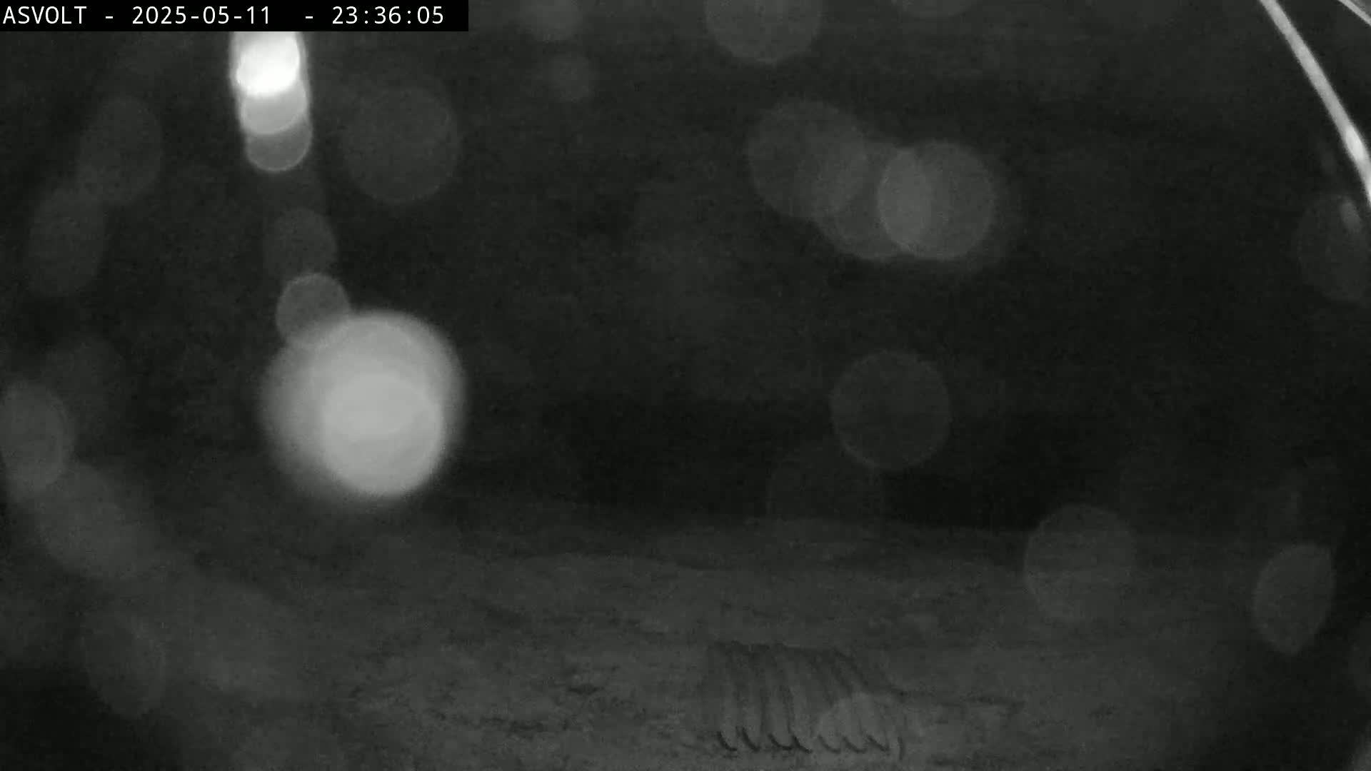 A low-light image shows blurry out-of-focus lights in the background and what appears to be a segmented object, possibly an animal, in the foreground at night.
