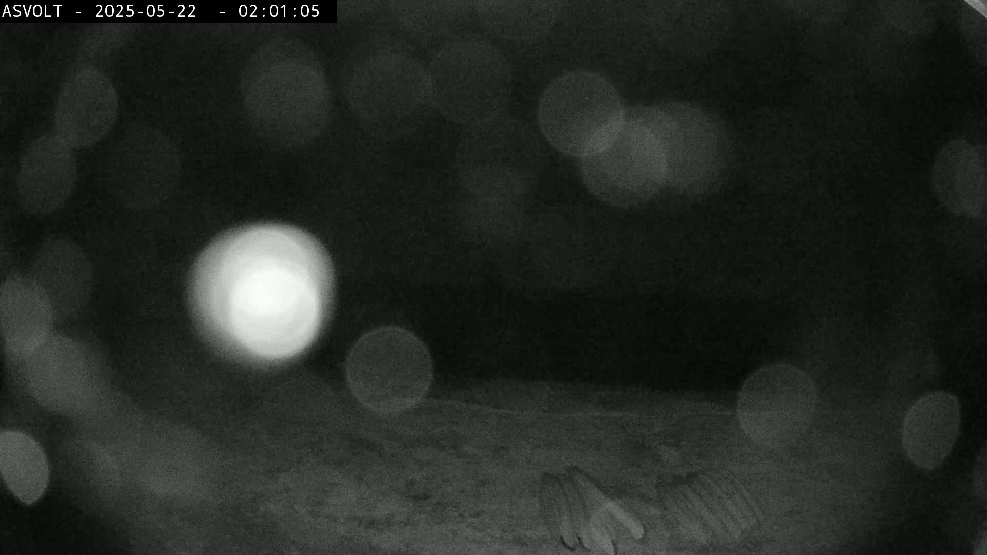 A blurry, nighttime image shows several out-of-focus lights and a dark ground with indistinct shapes.