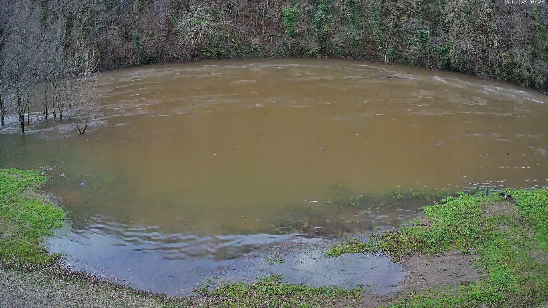 An overcast day illuminates a wide, muddy brown river, swollen and partially submerging bare trees on its left bank, while two dark birds rest on the grassy right bank, all framed by a dense, dormant forest.