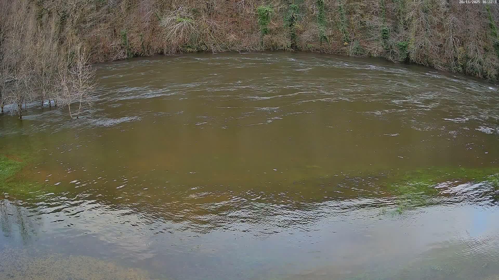 An overcast day illuminates a wide, muddy brown river, swollen and partially submerging bare trees on its left bank, while two dark birds rest on the grassy right bank, all framed by a dense, dormant forest.