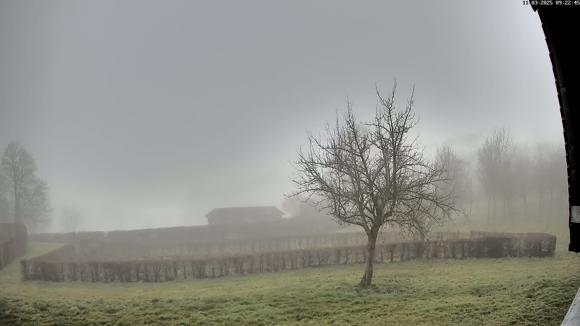 A foggy field with a leafless tree, a hedgerow, and a building in the distance.
