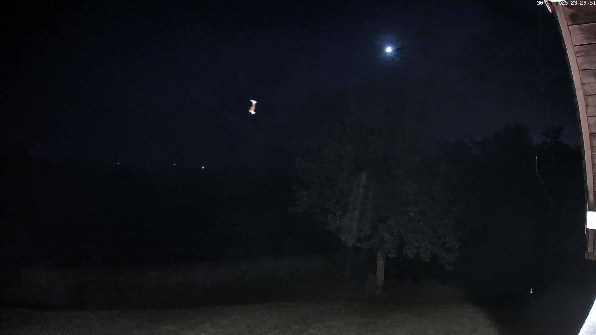 A nighttime outdoor scene shows a bright moon, a flying bat, a dark tree, and a dark yard under a mostly clear sky.