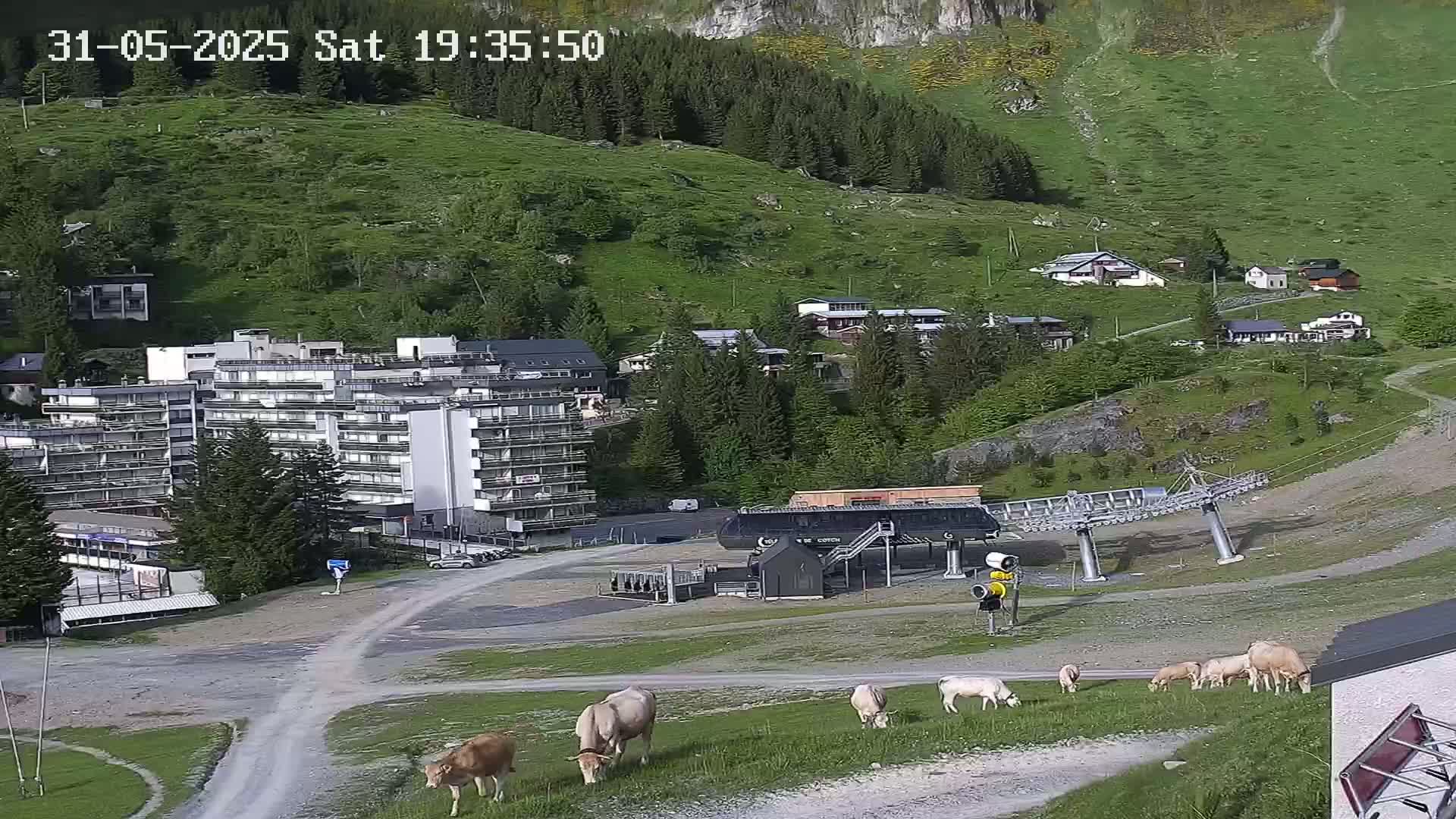 A large apartment building sits below a grassy hillside dotted with houses, a ski lift, and several light brown cows grazing in a pasture.