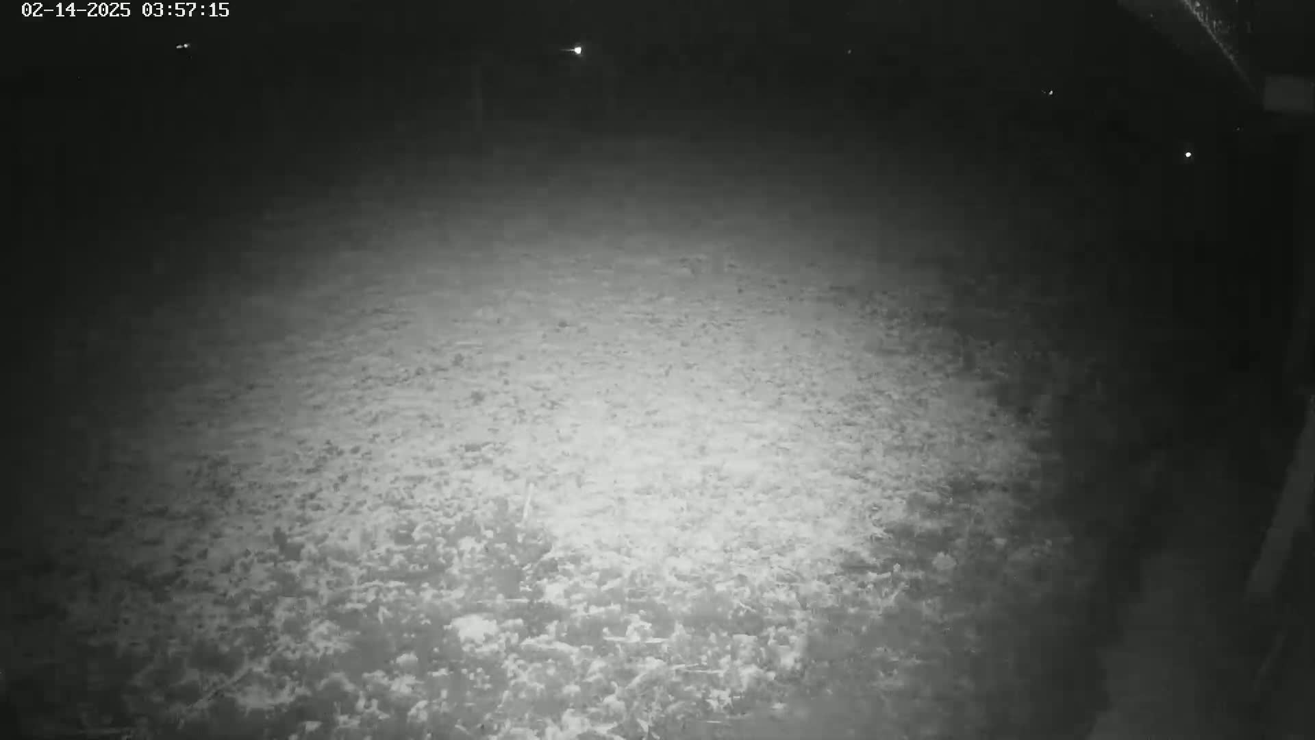 A nighttime, low-light image shows a ground covered in what appears to be patchy vegetation or ground cover.