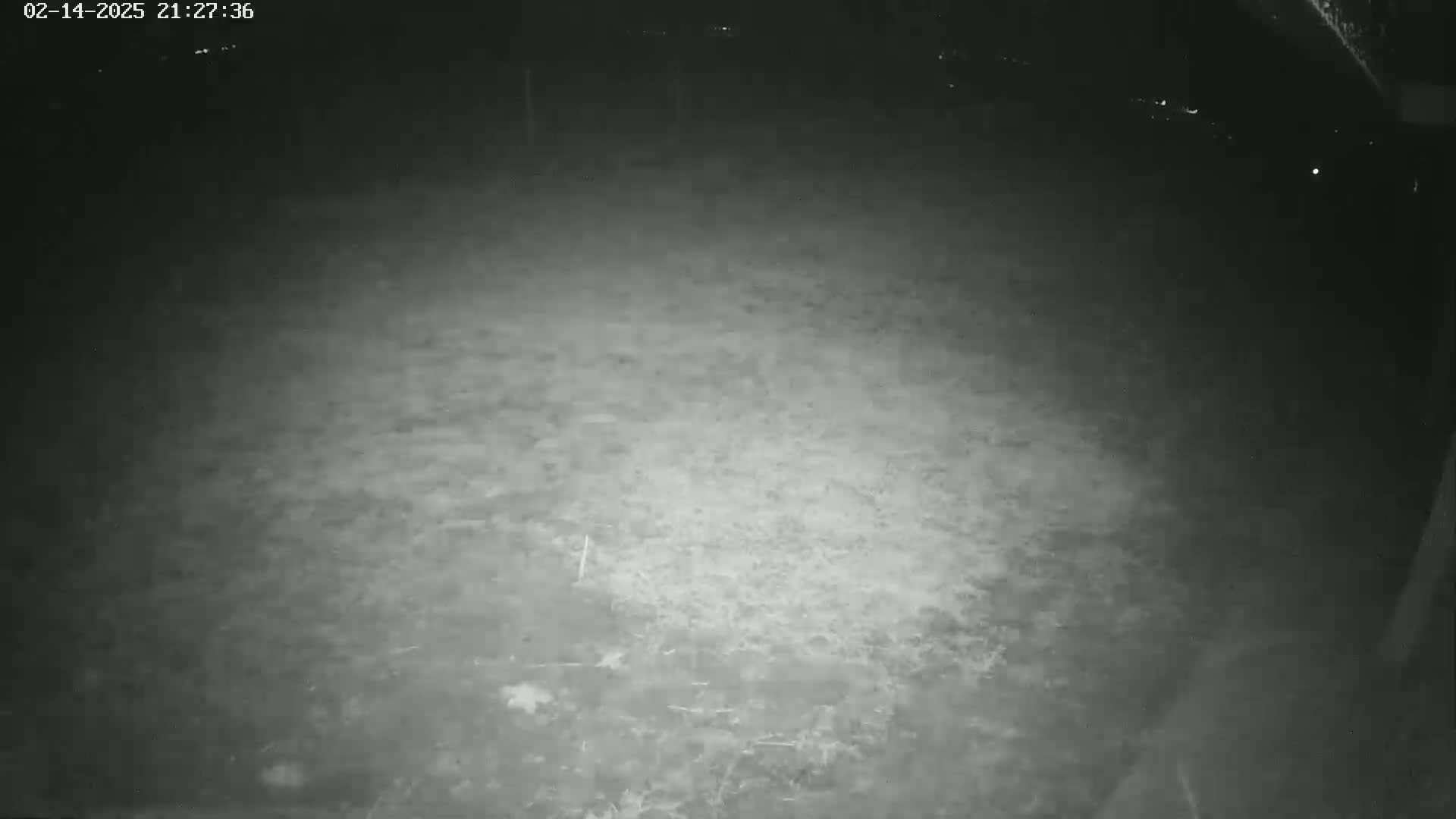 A nighttime, low-light image shows a mostly empty, dark ground, possibly grass or dirt, illuminated by a light source.