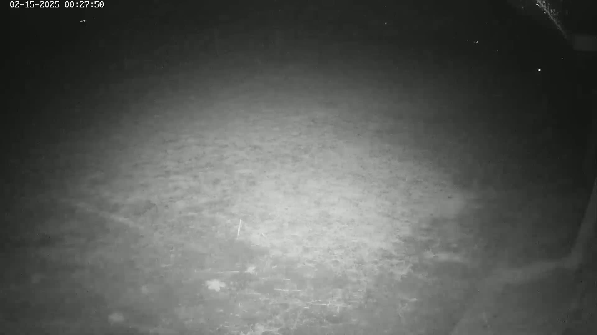 A nighttime, low-light image shows a dark, flat expanse of ground, possibly a yard or field.