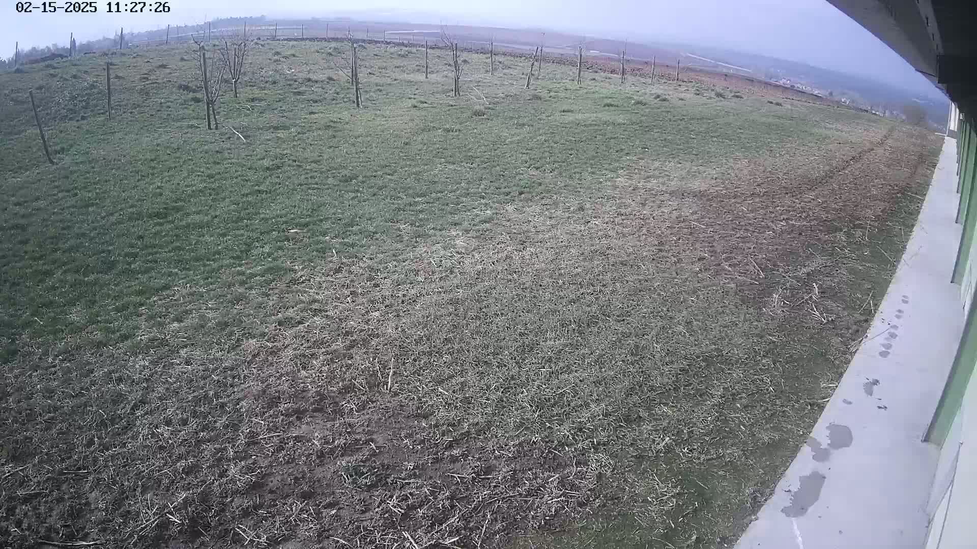 A wide, overcast view shows a patchy lawn with some bare dirt and a few small, bare trees, next to a light-grey concrete area with footprints.