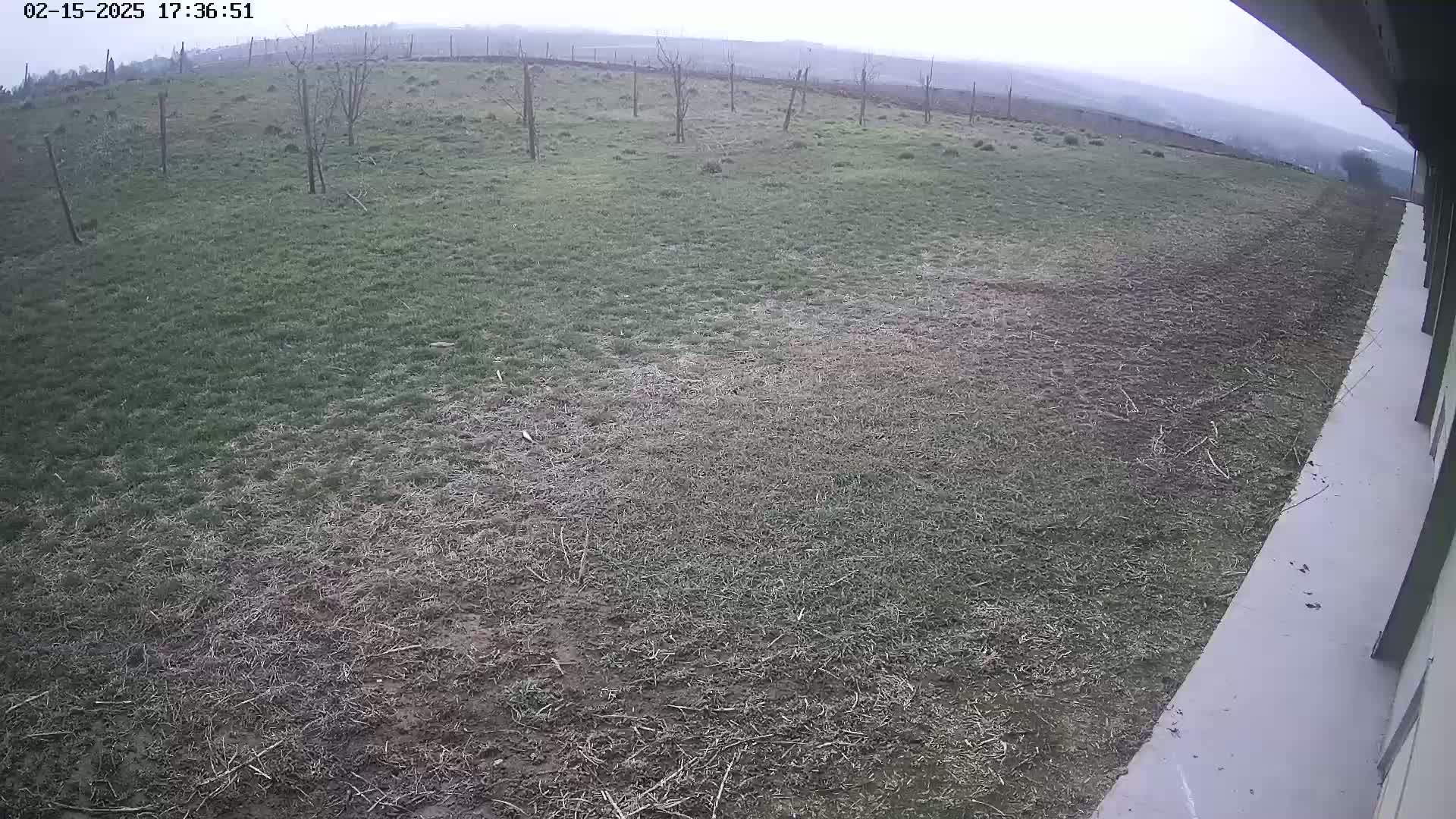A mostly bare, patchy lawn with a few small trees stretches out from a light-grey concrete surface under an overcast sky.