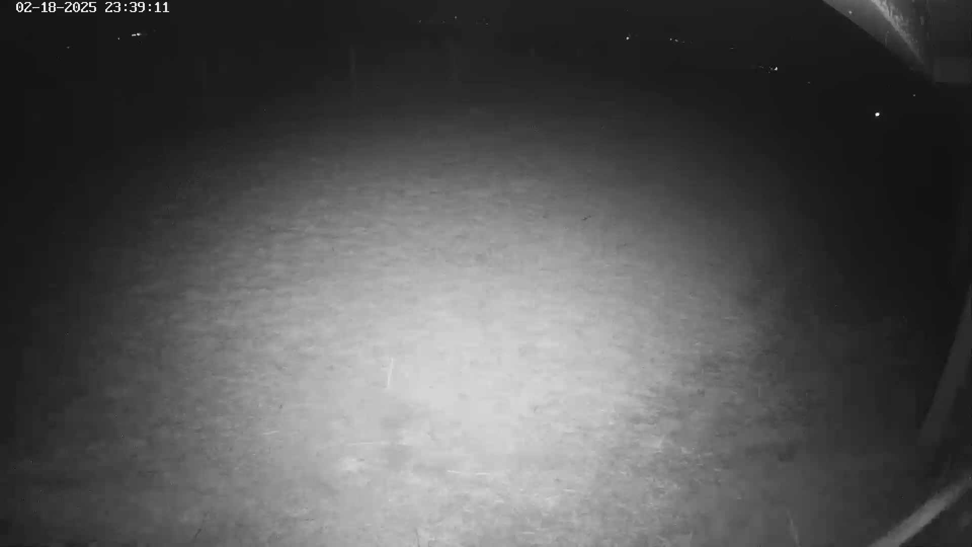 A nighttime, low-light image shows a dark, ground-level view of an empty, possibly grassy area.
