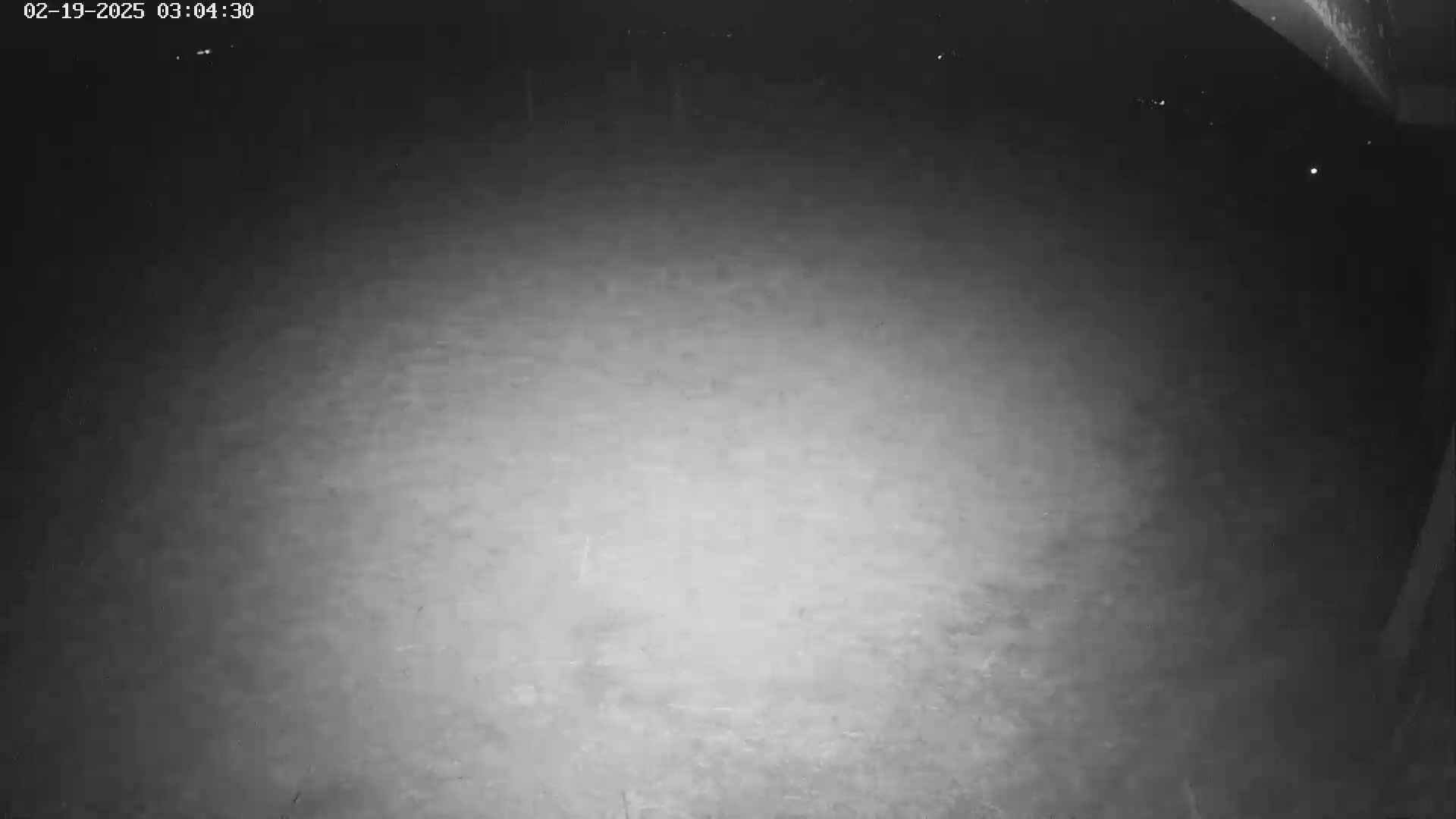 A nighttime, low-light image shows a dark, mostly empty ground area, possibly a yard or driveway, with some faint light in the distance.