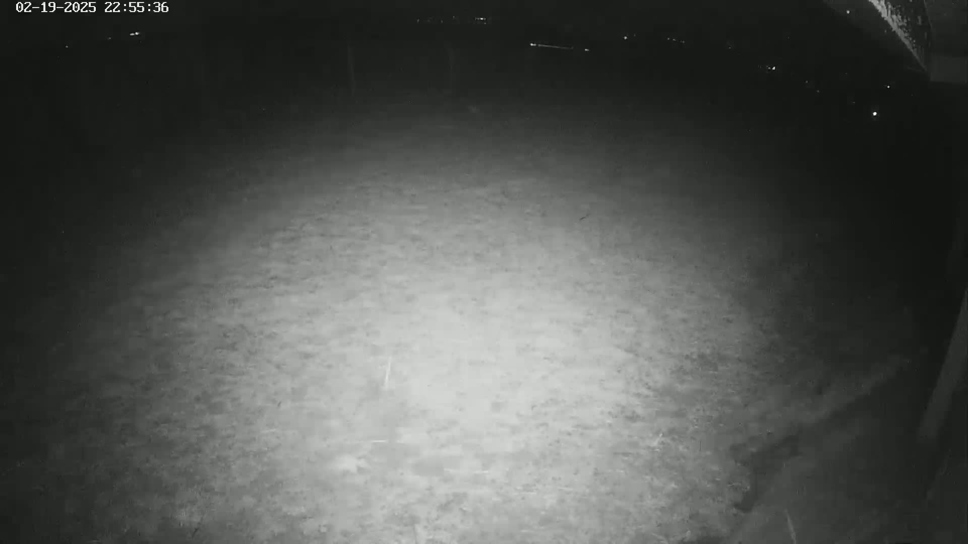 A nighttime, low-light image shows a ground-level view of a mostly-level, grassy area illuminated by a bright light source.