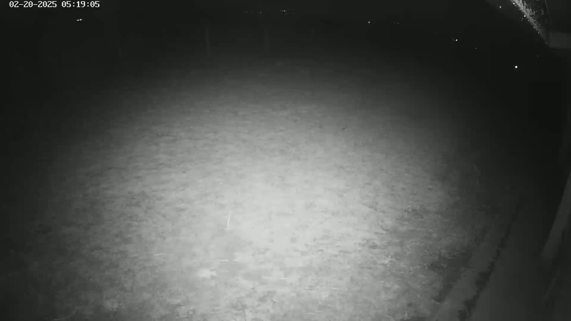 A nighttime, low-light image shows a mostly flat, grassy area.