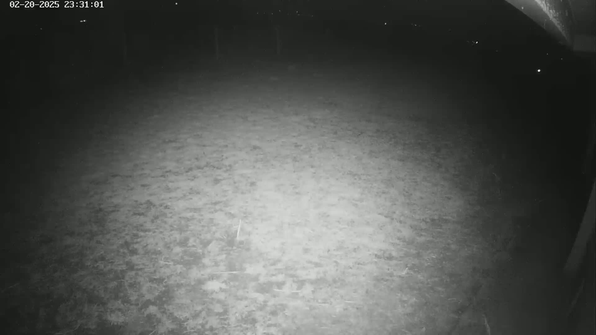 A nighttime, low-light view of a ground surface, possibly grass or dirt, illuminated by a light source.
