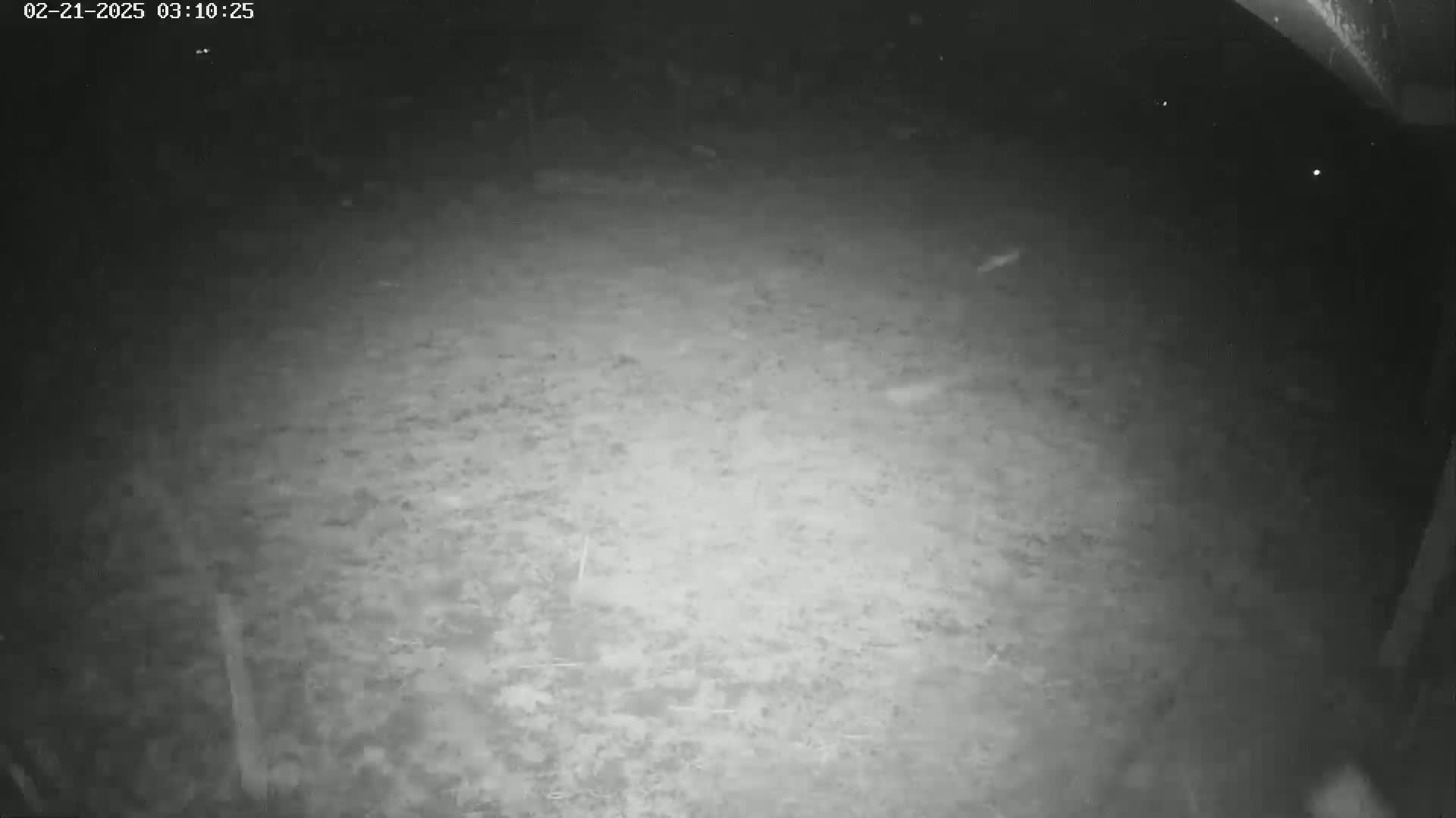 A nighttime, low-light image shows a dark, uneven ground surface.