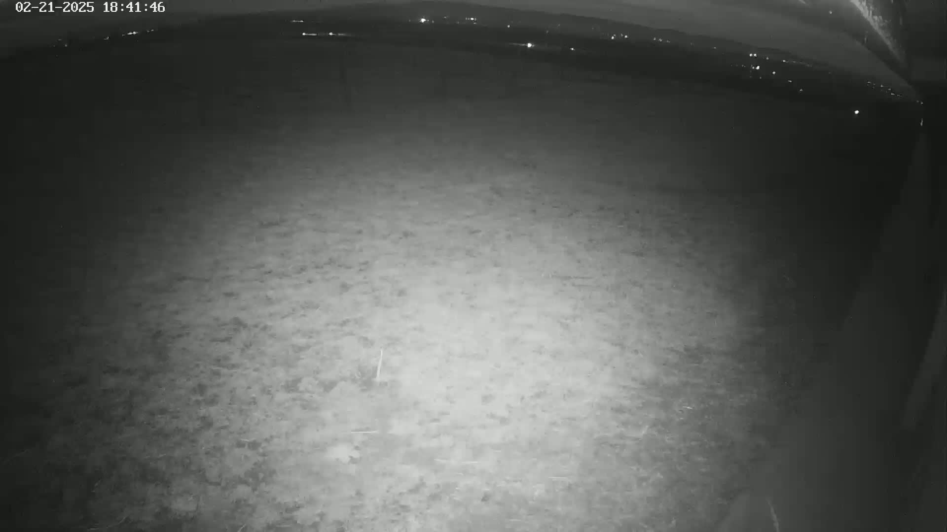 A nighttime, low-light view shows a ground covered in patchy vegetation, with a distant horizon showing faint lights.