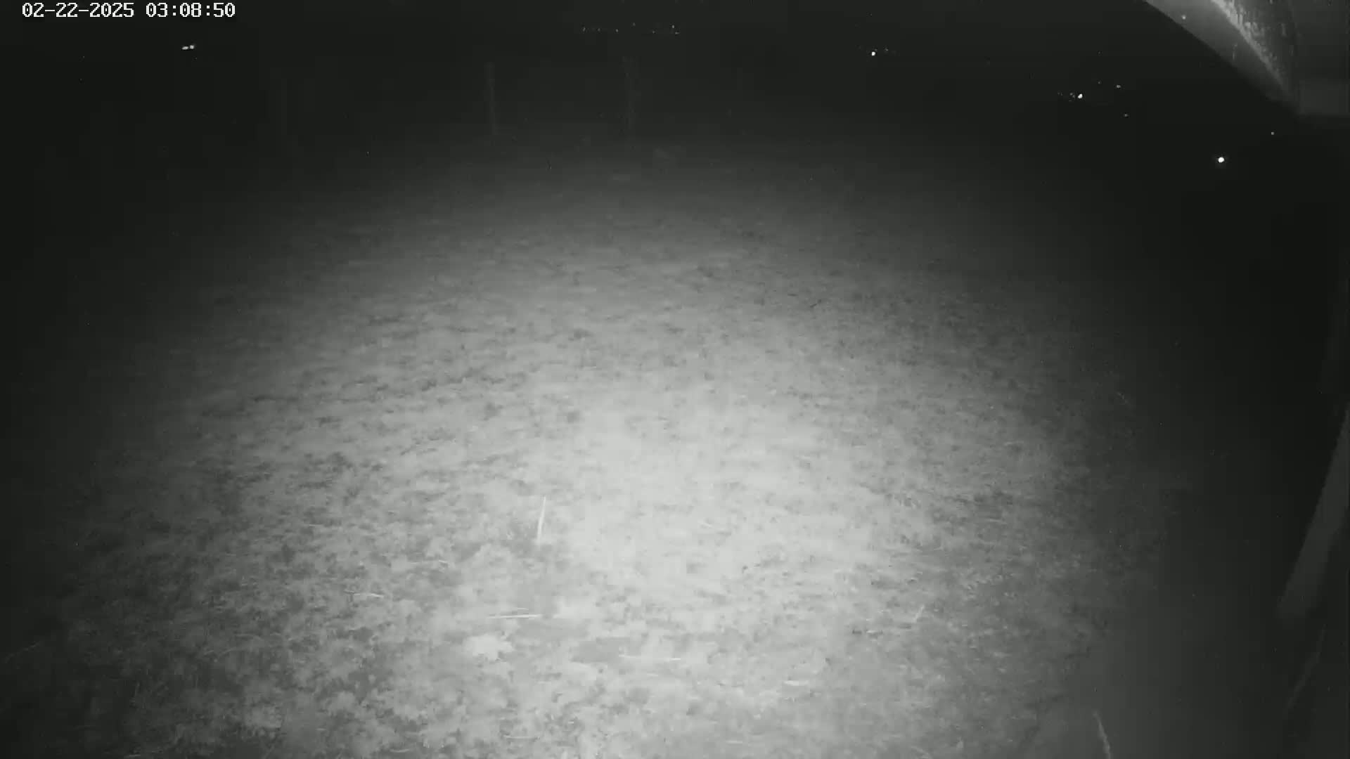 A nighttime, low-light image shows a ground covered in patchy vegetation.