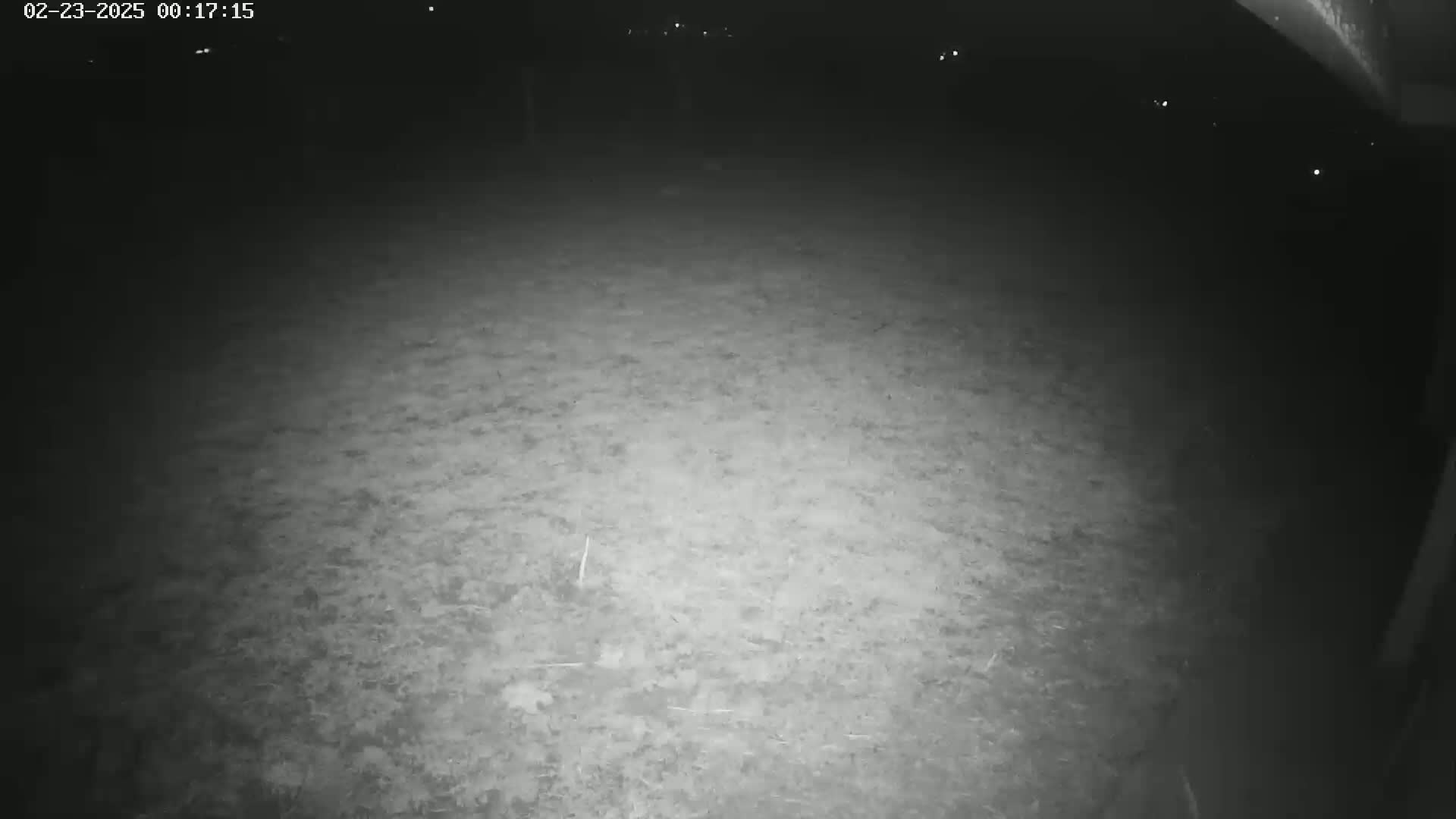 A nighttime, low-light view shows a ground covered in dry, light-colored vegetation.