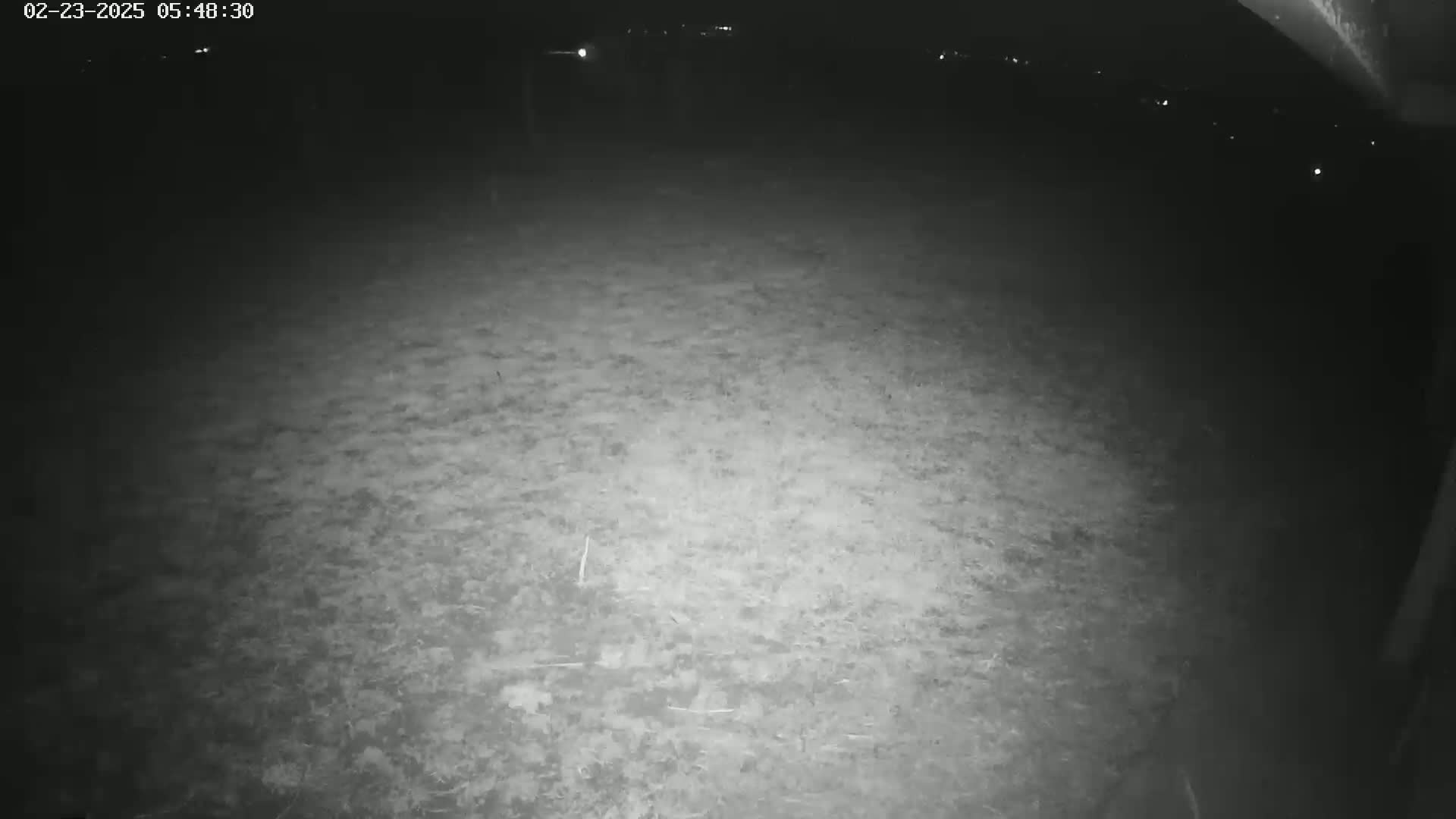 A nighttime, low-light image shows a ground-level view of a dark, grassy area illuminated by a bright light source.