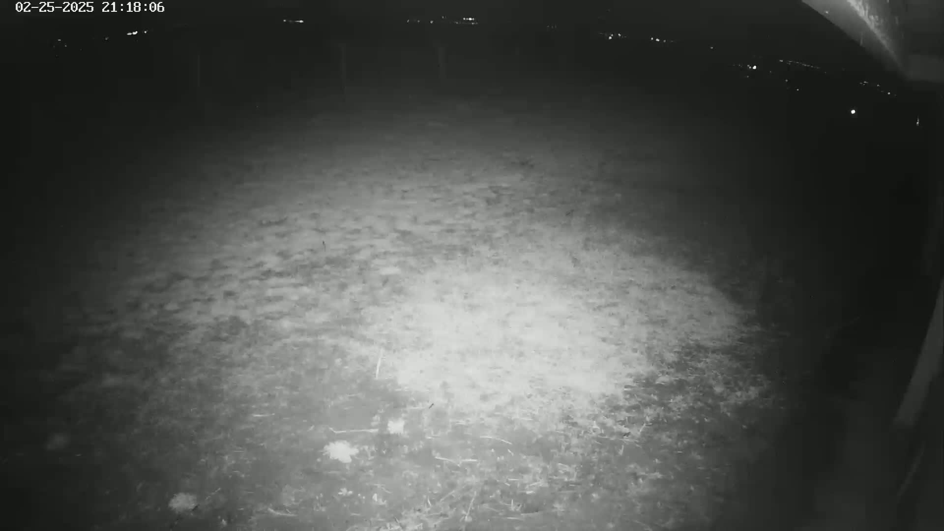 A nighttime, low-light view of a grassy area.