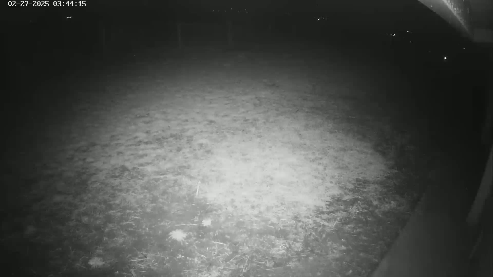 A nighttime, low-light image shows a mostly empty, grassy area with a few distant lights visible in the background.
