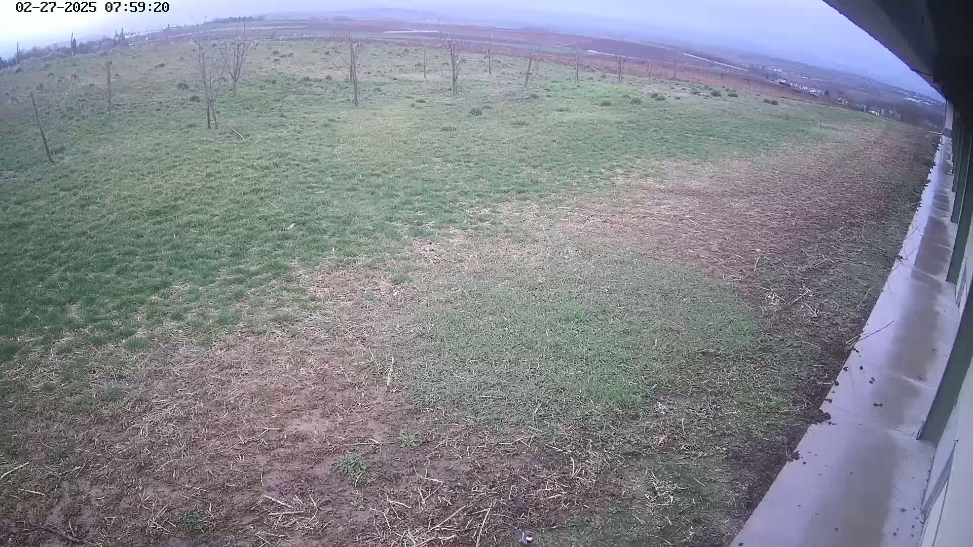 A wide, overcast view shows patchy brown and green grass extending to a distant horizon, next to a wet concrete surface.