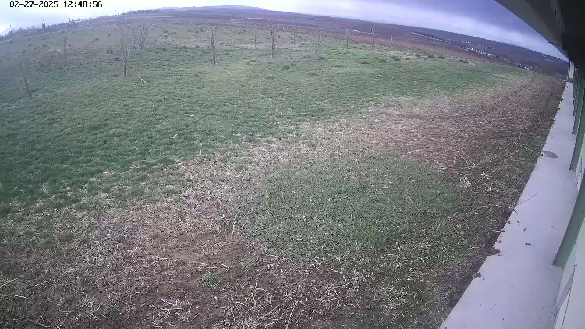 A wide shot shows patchy grass, some green and some brown, next to a concrete surface on an overcast day.