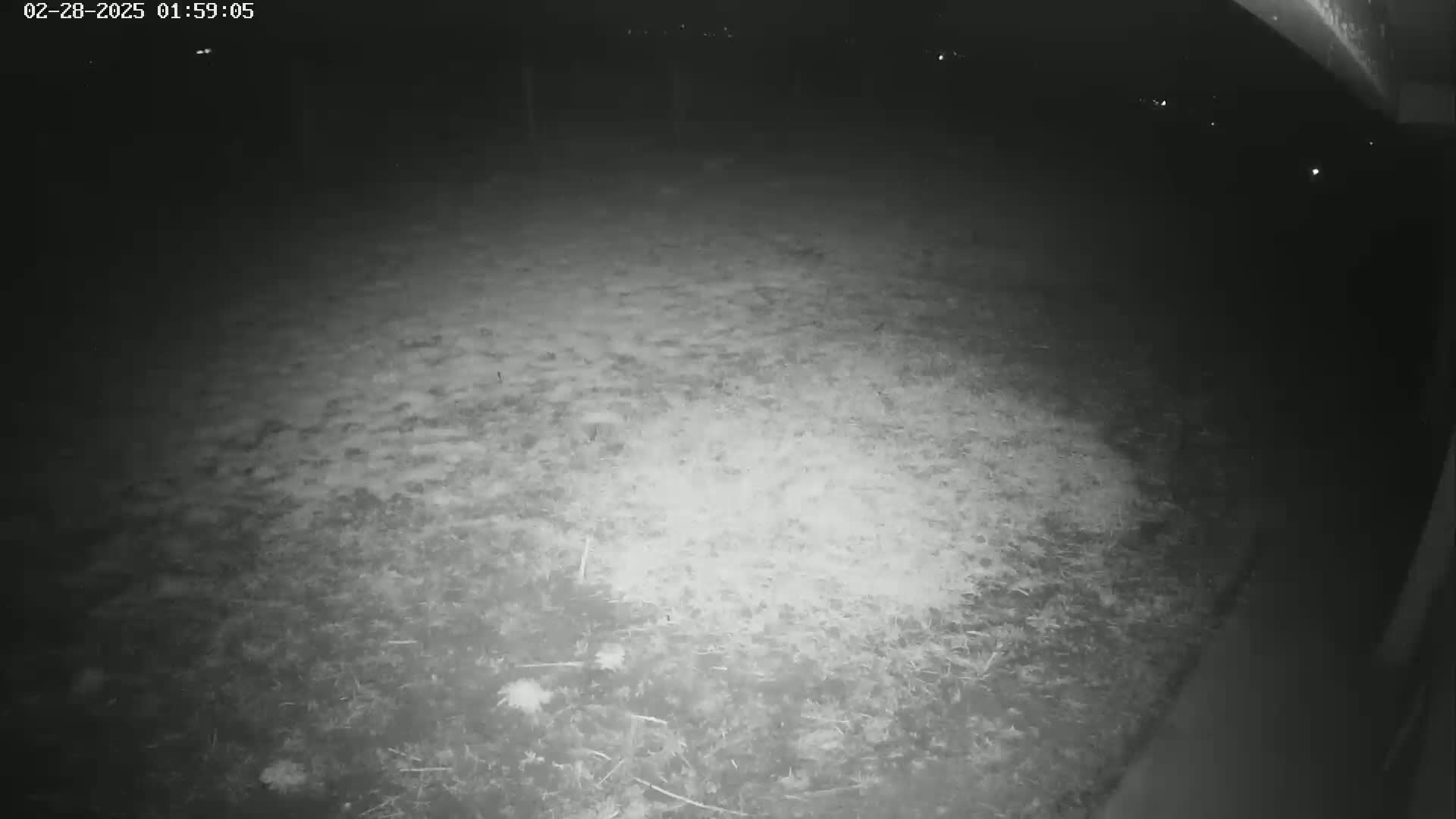A nighttime, low-light image shows a ground covered in sparse vegetation.