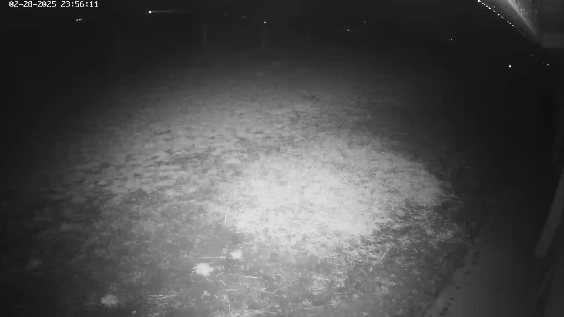 A nighttime, low-light image shows a grassy area illuminated by a light source.
