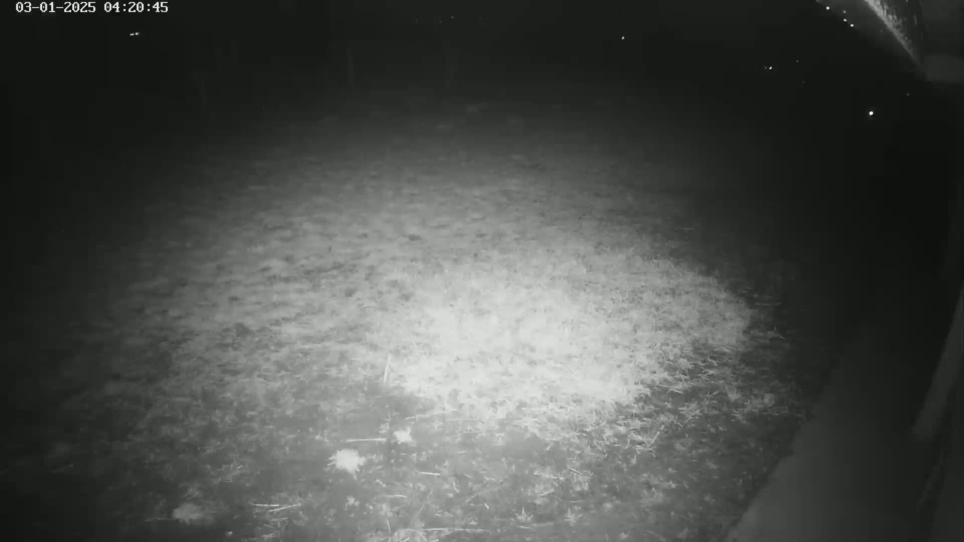 A nighttime, low-light image shows a patch of ground covered in dry grass and small twigs.