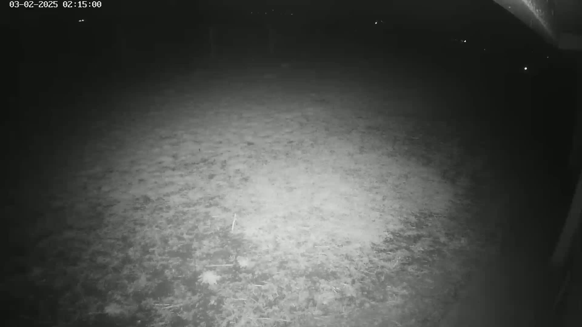 A nighttime, low-light image shows a ground covered in dry grass or vegetation.