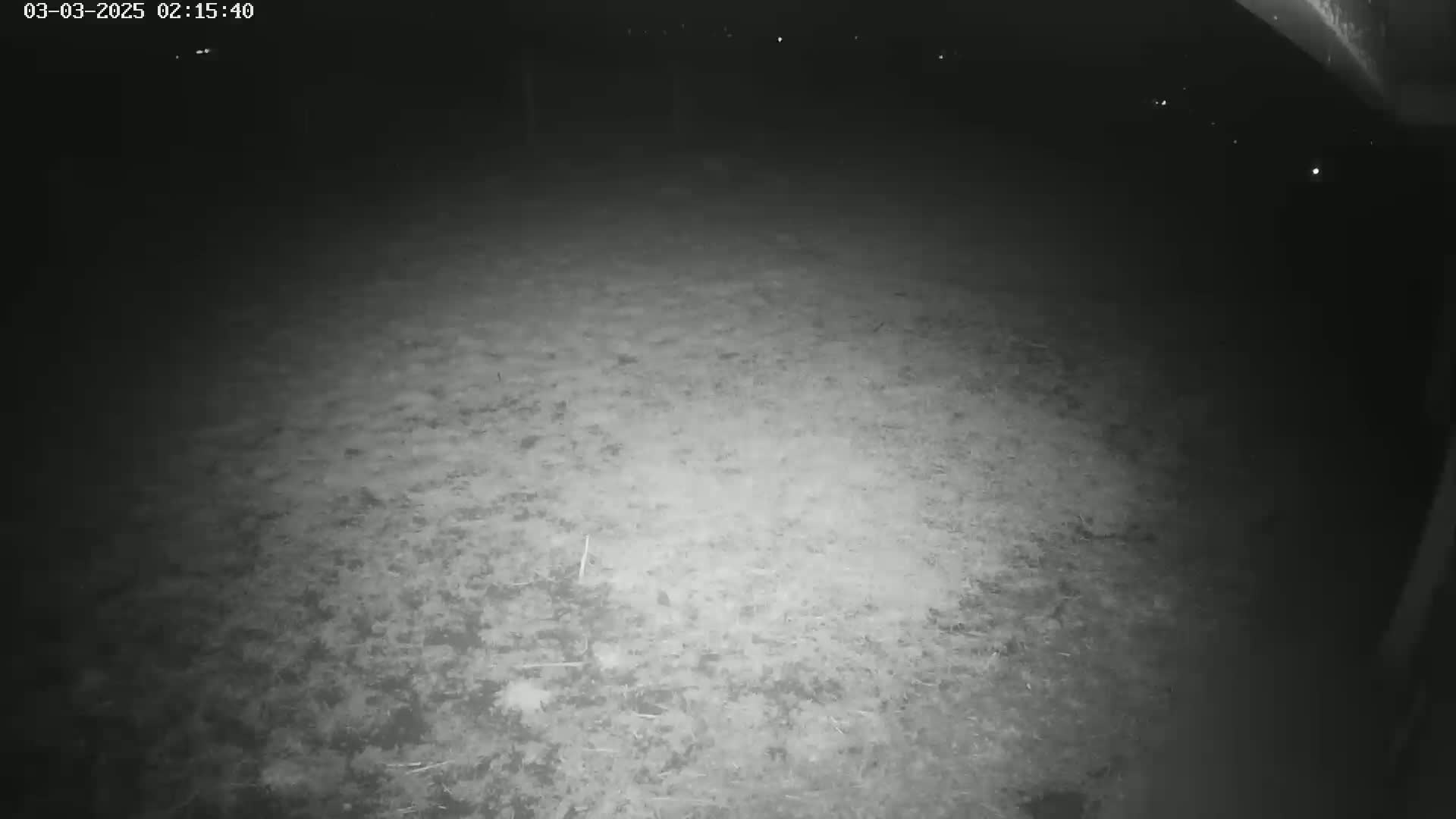 A low-light nighttime view shows a ground covered in dry, light-colored ground cover.