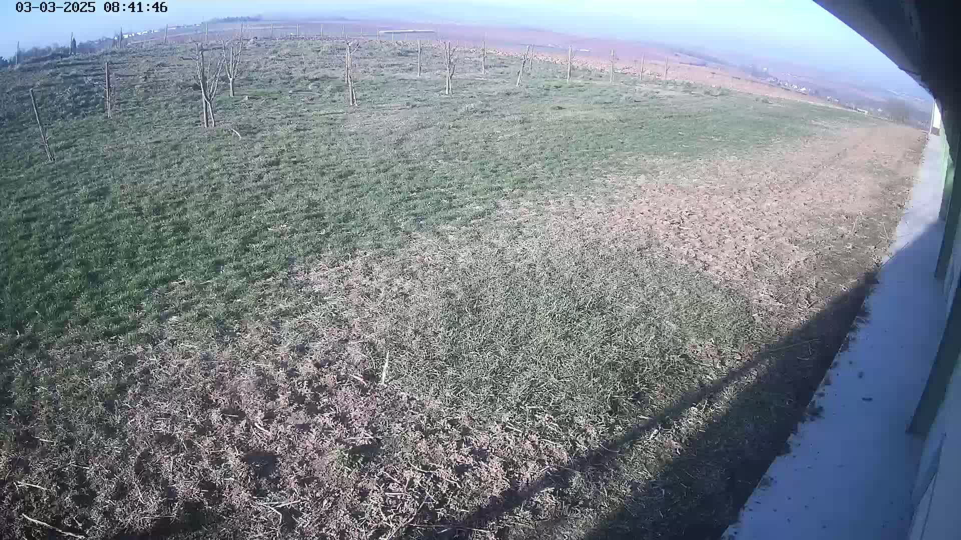 A grassy field with some bare patches and young trees is visible from a high vantage point on a clear day.