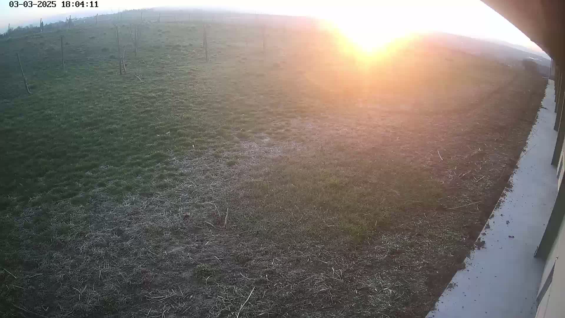 A grassy field is seen at sunset, with the sun's glare partially obscuring the view.