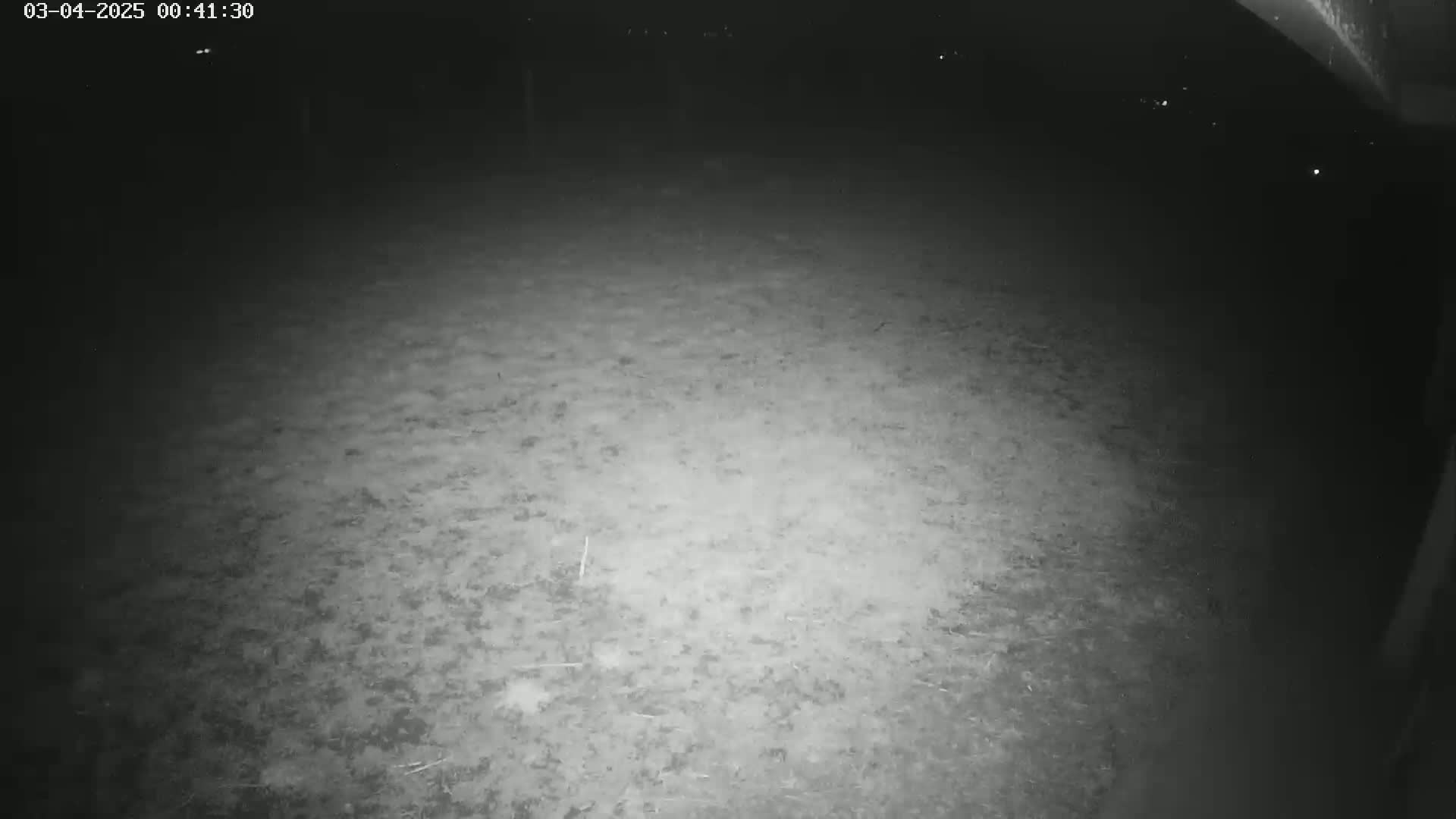 A nighttime, low-light view shows a mostly empty, grassy area illuminated by a light source from the camera's position.