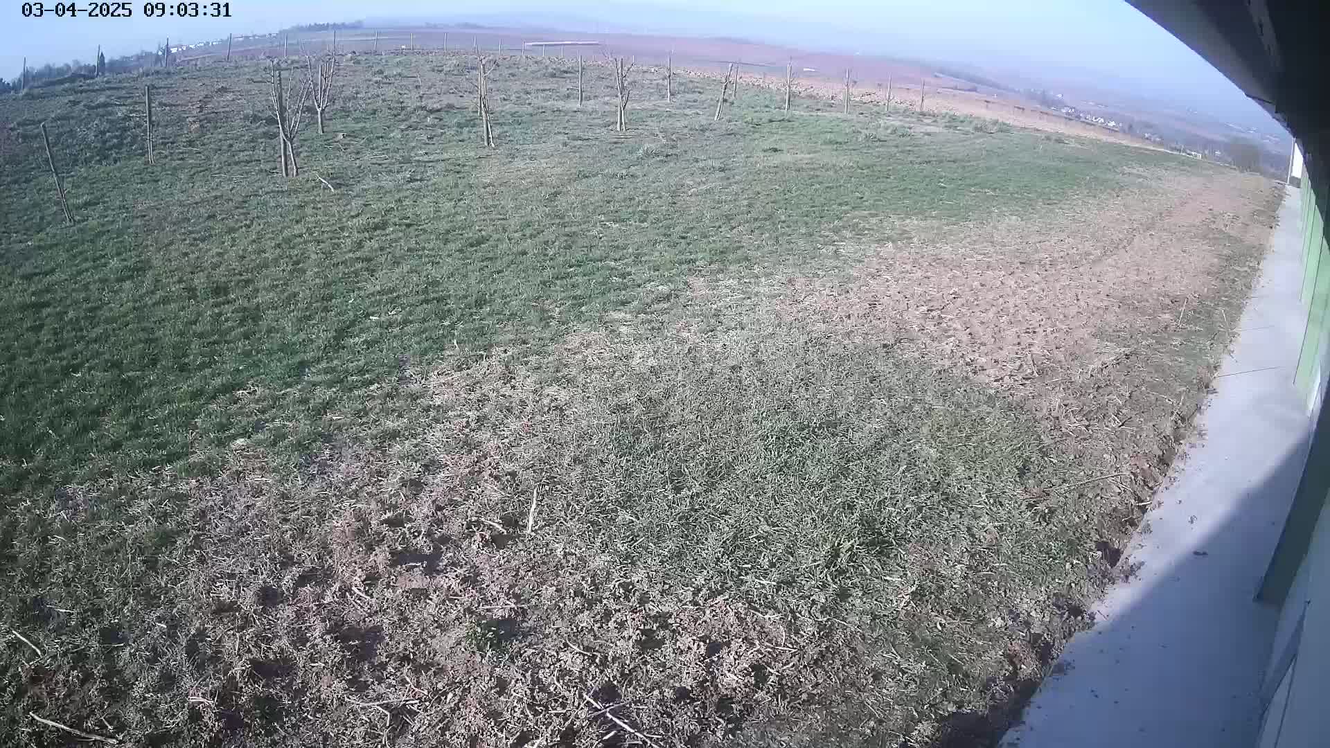 A mostly sunny outdoor scene shows patchy grass and bare ground, with a few small trees and a distant view of a landscape under a clear sky.