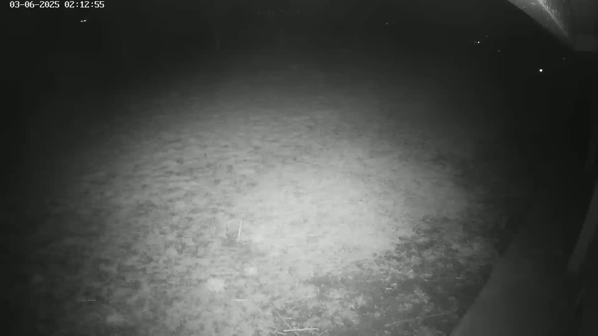 A nighttime, low-light image shows a ground covered in patchy grass and small debris.