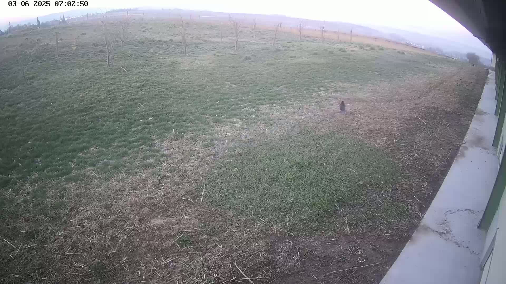 A bird stands in a patchy field of grass next to a building under an overcast sky.