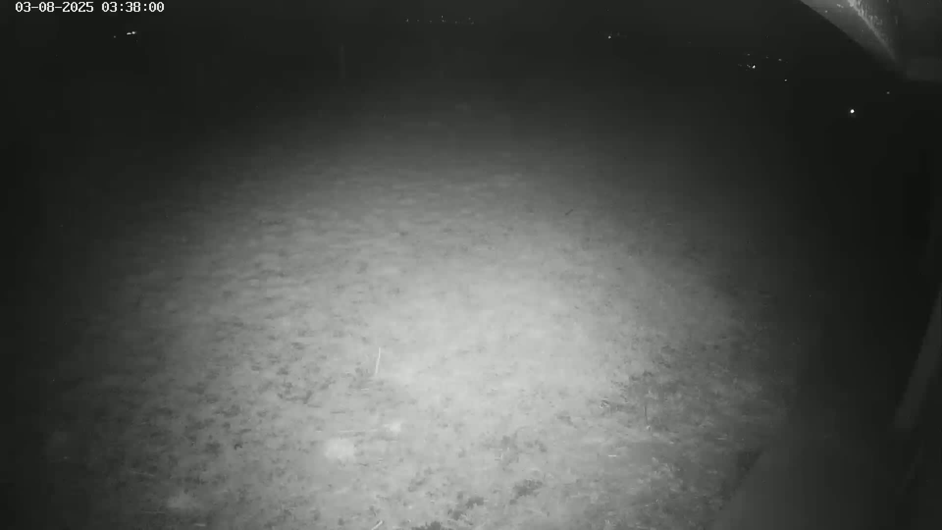 A nighttime, low-light image shows a ground covered in patchy vegetation.