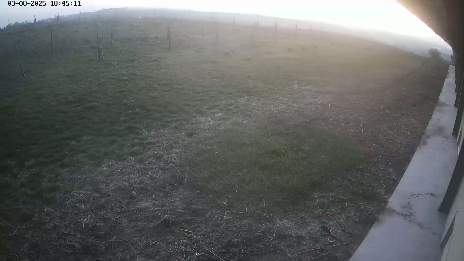 A hazy, sunlit view shows a grassy field with a few thin, dark trees and a concrete edge of a building to the bottom right.