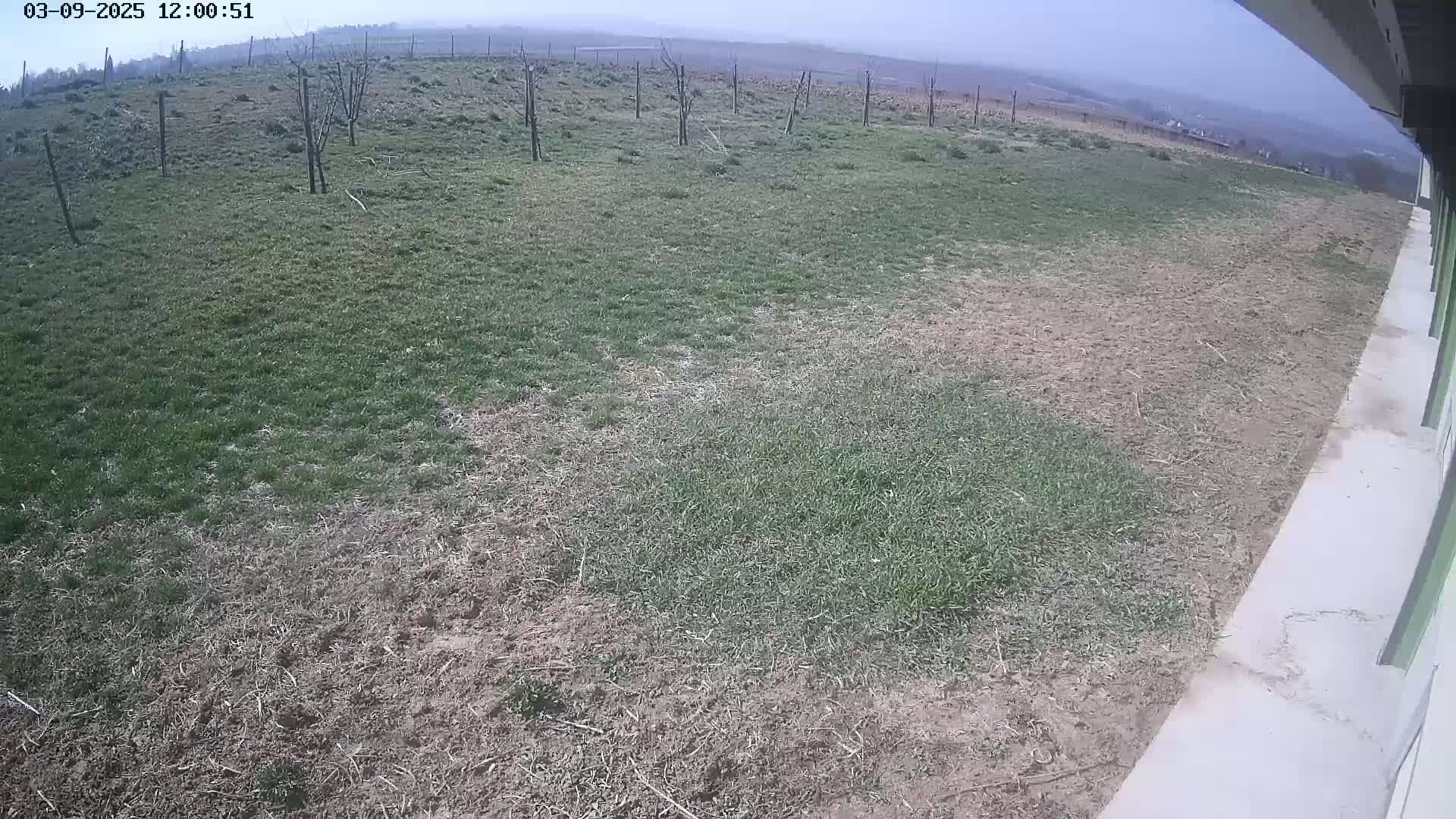A mostly overcast day reveals a patchy lawn next to a building’s foundation; young trees are sparsely planted in the background.