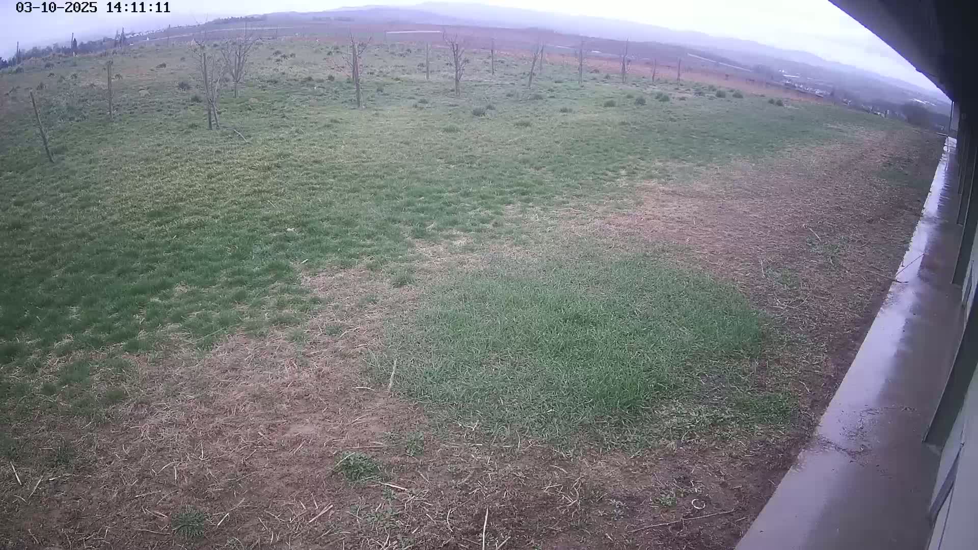 A view from a building shows a patchy, mostly brown grassy field under an overcast sky with a wet concrete area next to the building.