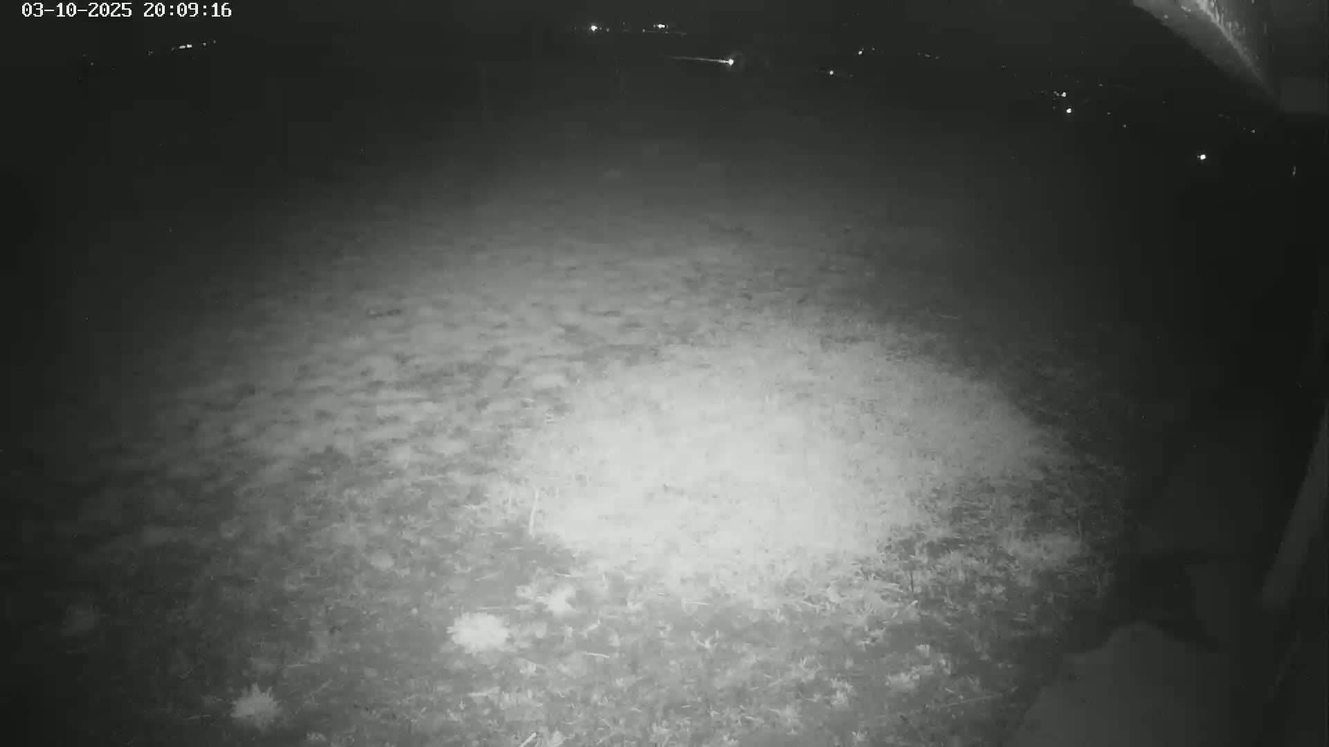 A nighttime, low-light image shows a grassy area illuminated by a light source, with distant lights visible in the background.