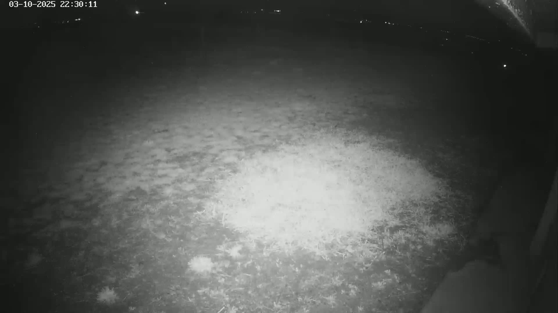 A nighttime, low-light image shows a patch of ground covered in grass and possibly some weeds.