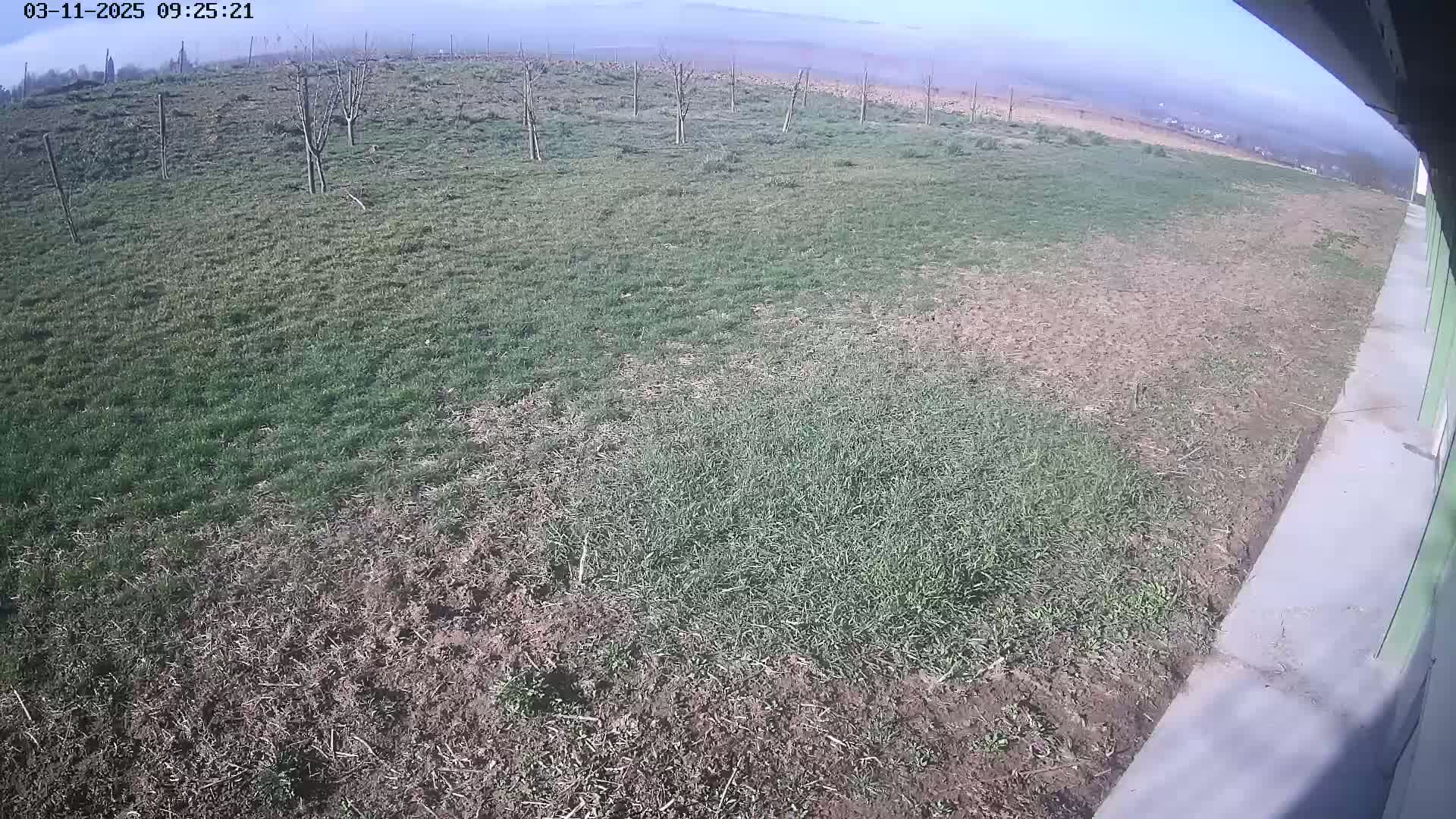 A patchy field of grass and bare earth is visible on a sunny day, with a few young trees and a concrete edge in the foreground.