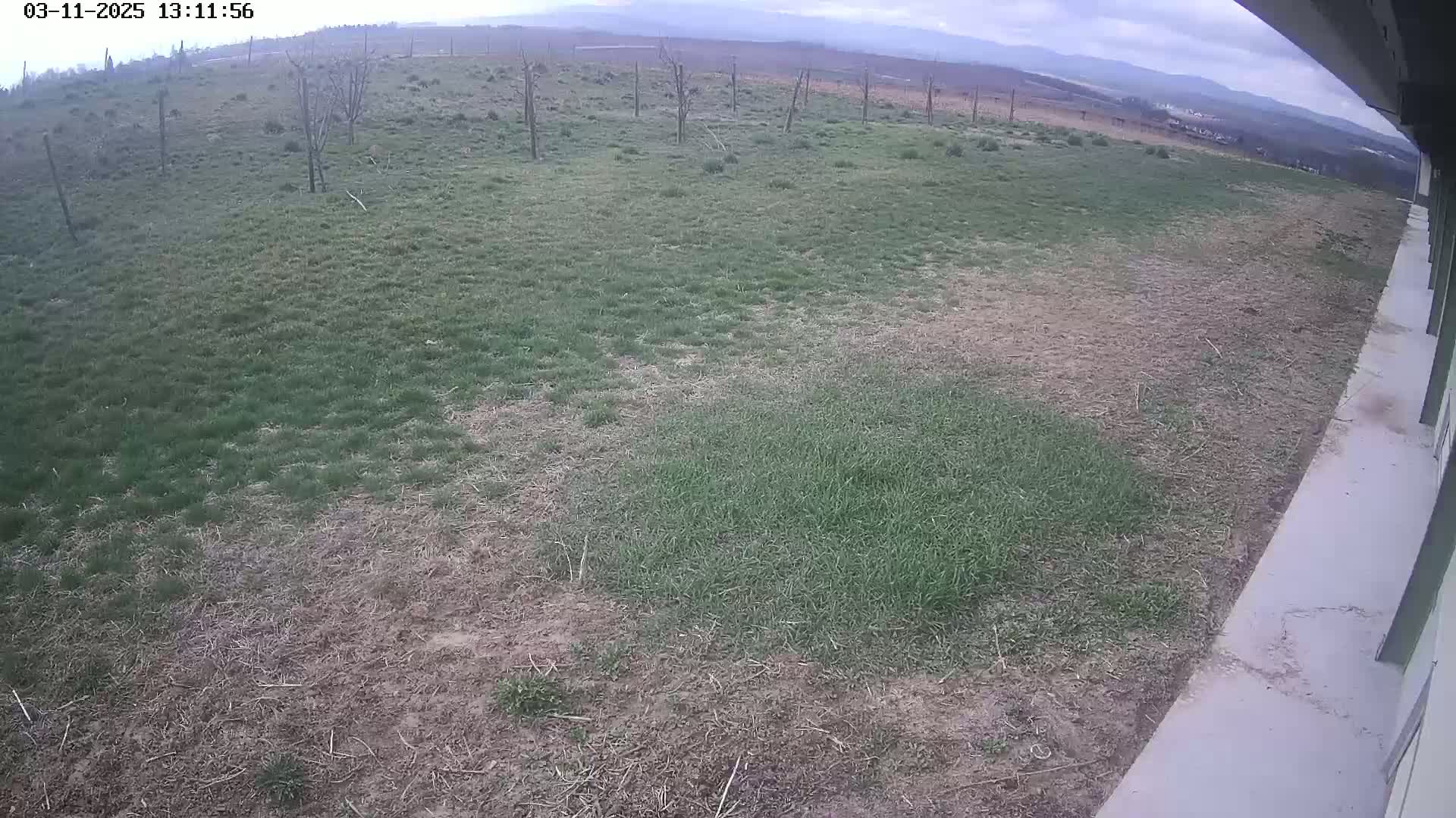 A view from a building's edge shows a patchy lawn with some dead grass under an overcast sky.