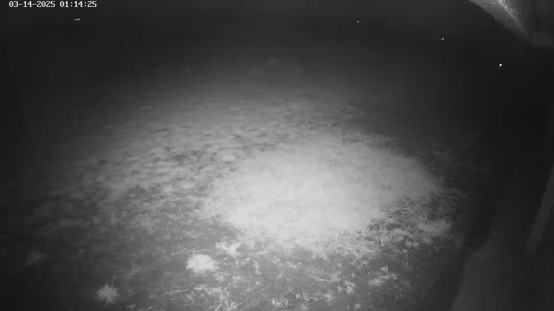 A nighttime, low-light view of a grassy area, possibly a yard, with some patchy illumination.