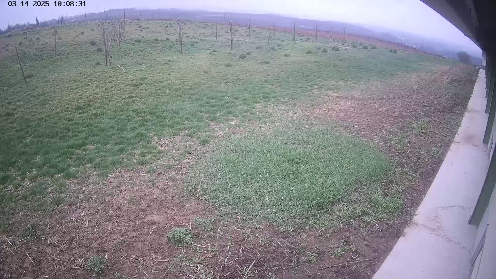 A patchy lawn with areas of brown dirt and green grass is visible from a slightly elevated vantage point on an overcast day, adjacent to a concrete surface.