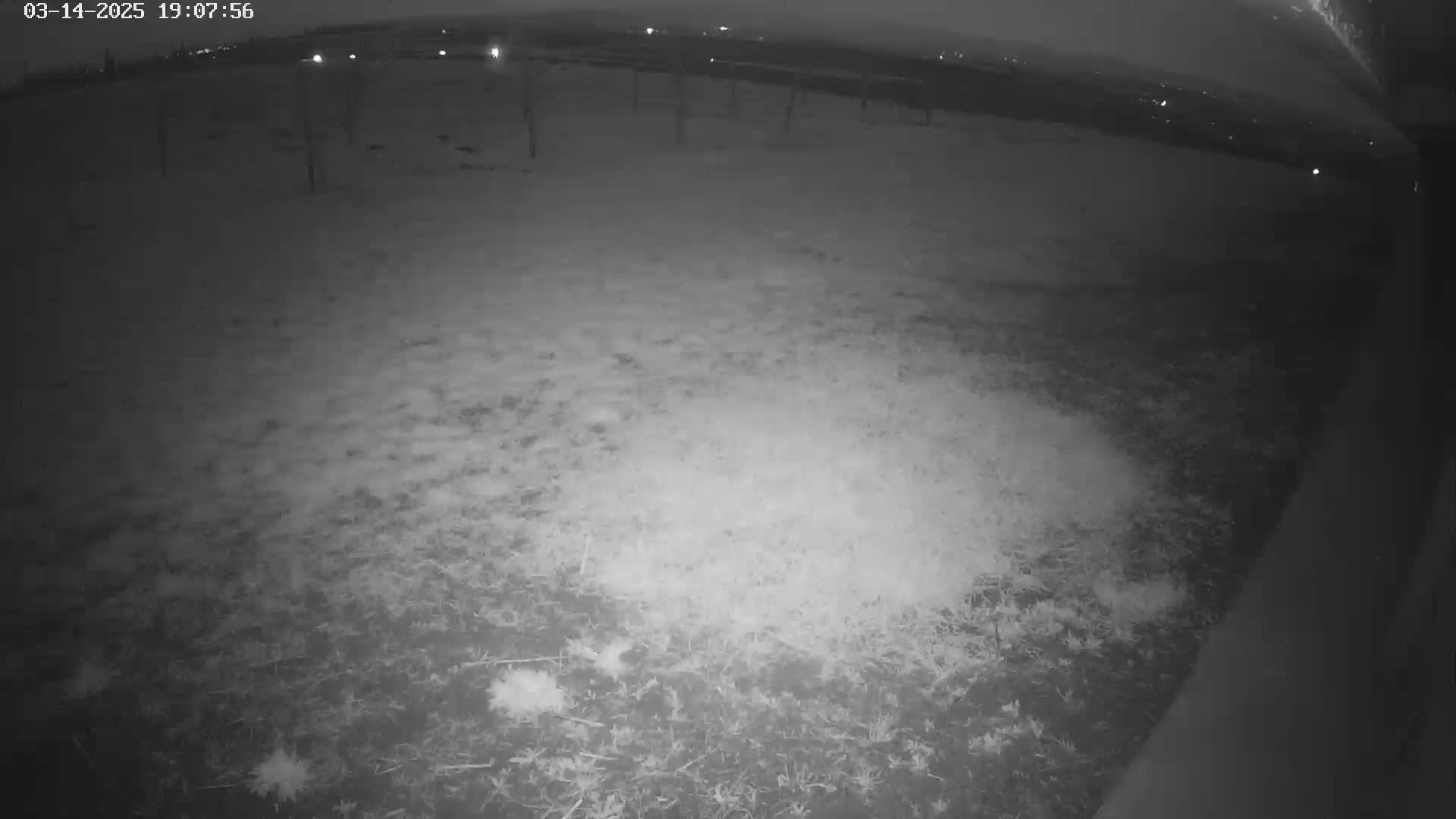 A nighttime, low-light view shows a snow-covered ground with sparse vegetation.
